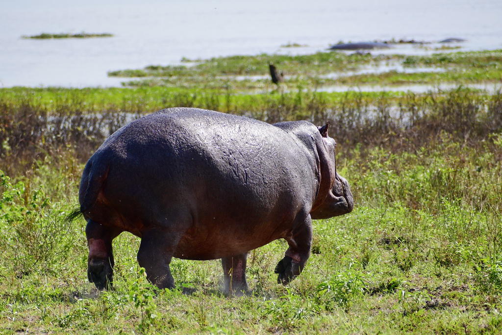 Selous NP